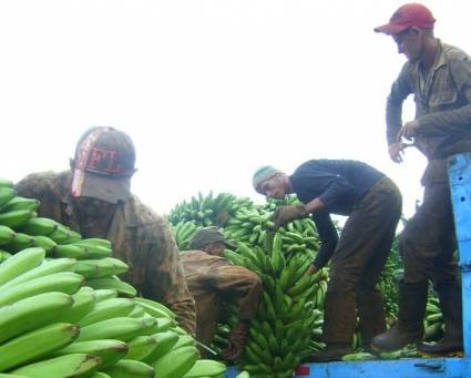 Recogida agrícola en la Cooperativa de producción agropecuaria Paquito González