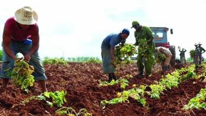 Producción de alimentos en Cuba.