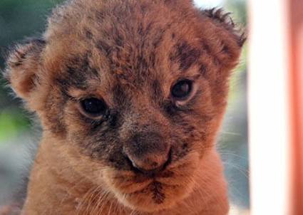 Los dos cachorros nacidos en el zoo gozan de buena salud