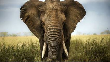 elefante