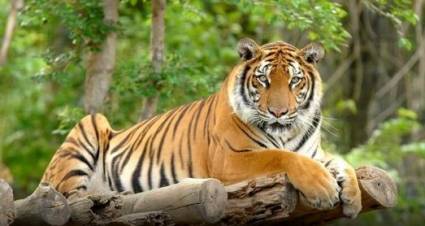 El tigre de Amoy, también conocido como tigre del sur de China, desapareció de los bosques húmedos del sur del país asiático en 1994