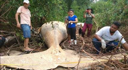 Hallan una ballena en la selva brasileña