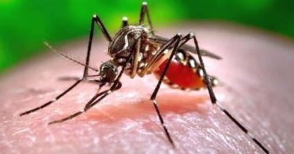 Advierten sobre un virus mortal transmitido por mosquitos