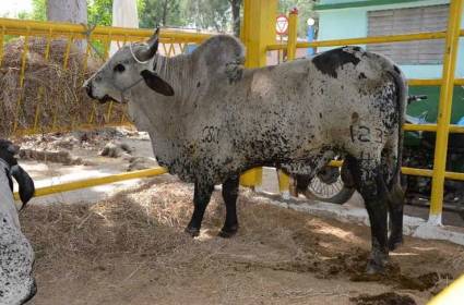 Ejemplar de ganado Cebú de Cuba