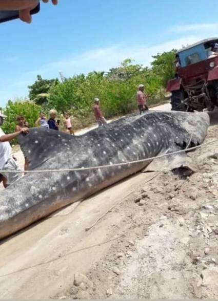 Tiburón ballena