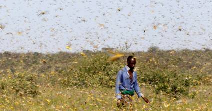 Enjambre de langostas en Kenia