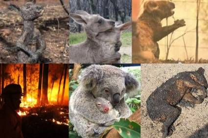 Incendios en Australia