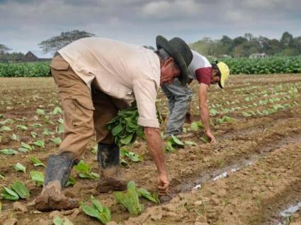 Cultivo del tabaco en Cuba