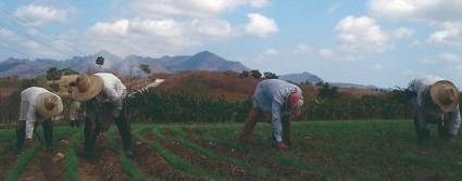 En el polo productivo de Banao, en Sancti Spíritus, no se pierde un instante para hacer parir la tierra.