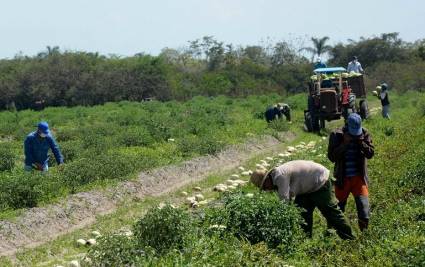 Campesinos en Isla de la Juventud aseguran el autoabastecimiento territorial.