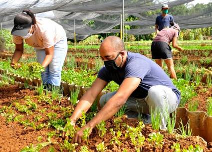 Jóvenes cultivando en un organopónico