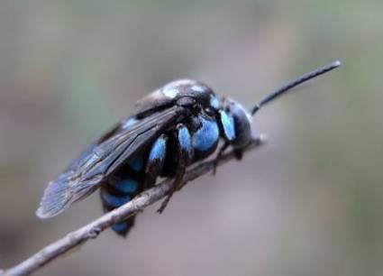 Abeja azul