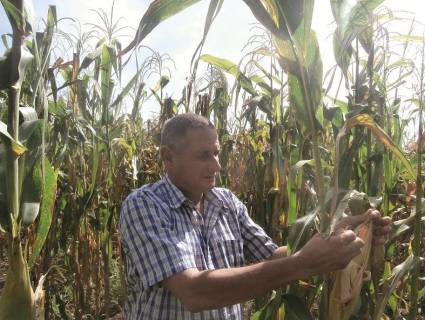 Cultivo de maíz