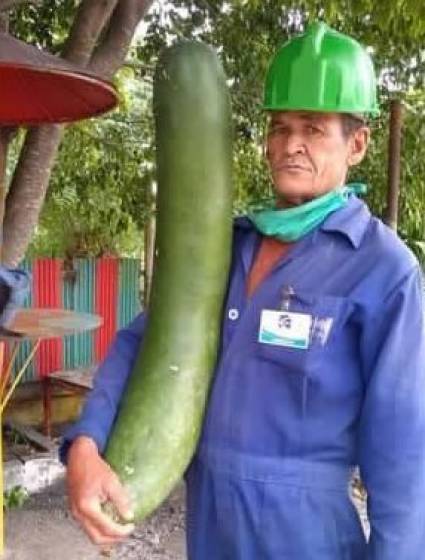 Vecino del reparto Residencial 9 muestra el pepino gigante