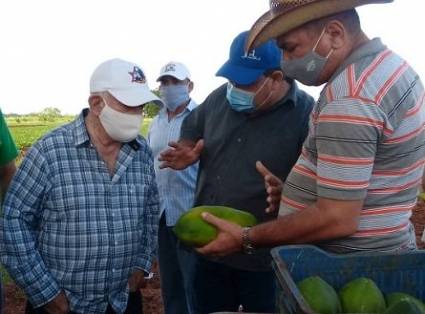 Ramón Machado Ventura conoció sobre la calidad de la frutabomba maradol roja, actualmente en cosecha.