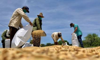 Producción de arroz