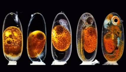 desarrollo embrionario de un pez payaso