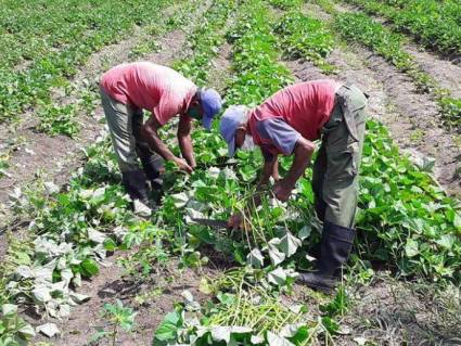 Producción de alimentos