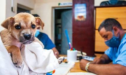 Ley de protección animal en Cuba