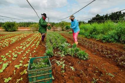 Mujeres cubanas trabajando con la tierra