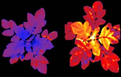 La fluorescencia de la planta modificada es invisible a simple vista
