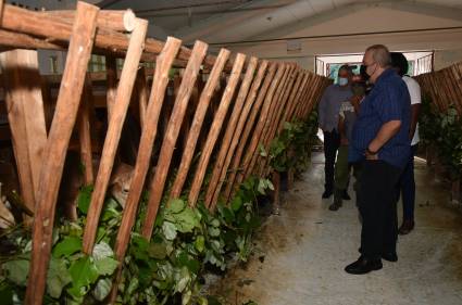 Para el Primer Ministro, Manuel Marrero Cruz, celebrar el cumpleaños 95 del Comandante en Jefe Fidel Castro Ruz en la finca Nazareno, en San José de Las Lajas, Mayabeque, era el mejor homenaje a un hombre que también desde la ciencia buscó respuestas para la alimentación del pueblo