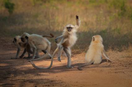 Finalista de los Comedy Wildlife Photo Awards 2021