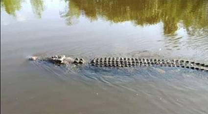 Cocodrilo en Holguín