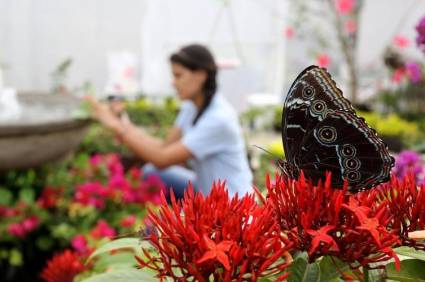 El Mariposario de Andoke