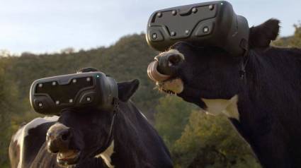 Vacas con gafas de realidad virtual incrementan producción