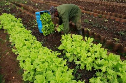 Agricultura urbana en Sancti Spíritus