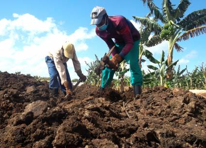 A pico y pala, bajo aire y sol, se obtienen las 500 toneladas de abono orgánico que garantizan el cultivo de vegetales en una unidad avileña.