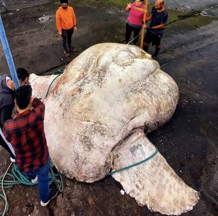 En Portugal encontraron un pez gigante
