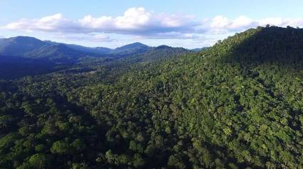 Bosque Atlántico en Sudamérica