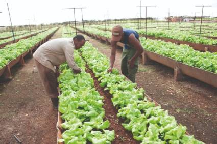 La producción de alimentos