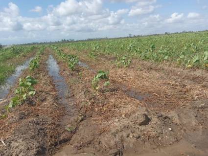 Con una buena germinación y crecimiento para esta fecha, la soya podría abrir nuevos caminos a los encadenamientos productivos y la sustitución de importaciones.