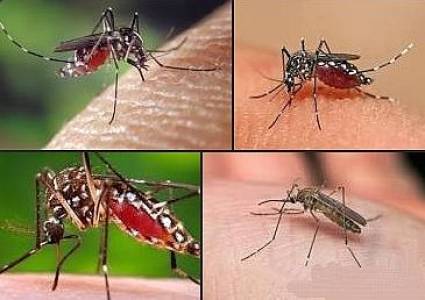 El término mosquito o zancudo​ designa a insectos dípteros