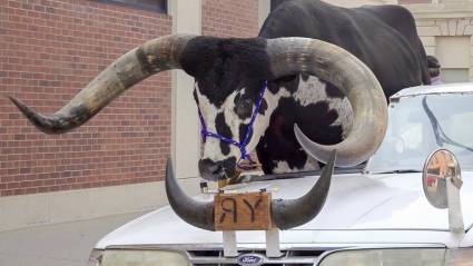 Toro Watusi