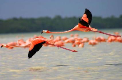 El flamenco rosado tiene hábitat permanente en toda la costa norte de Ciego de Ávila