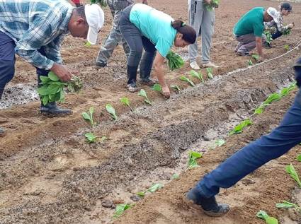 Inició oficialmente la campaña de siembra de tabaco en Pinar