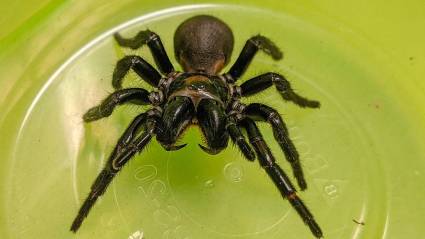 Veneno de araña letal será efectivo para la salud humana