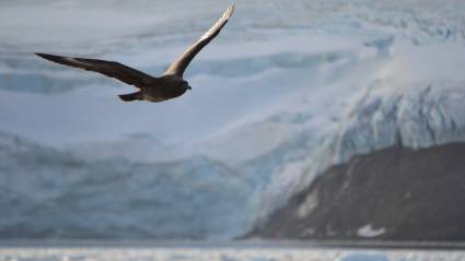 Confirman gripe aviar altamente patogénica en la Antártida