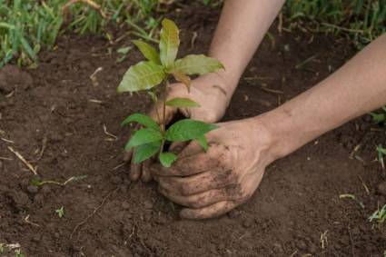 Las Tunas: sede de las actividades en Cuba por el Día Mundial del Medio Ambiente