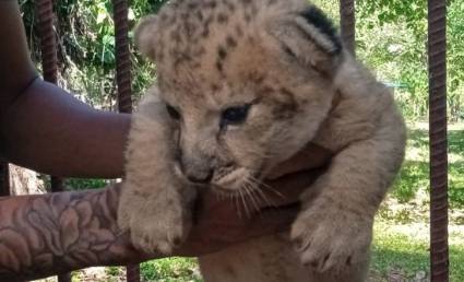 Jorgito, el pequeño descendiente de la leona Mily