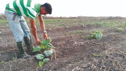 Joven agricultor en Isla de la Juventud