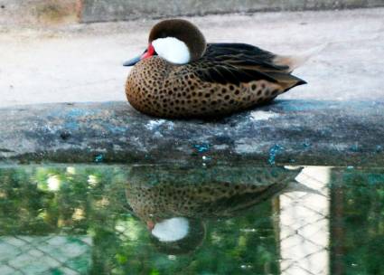 Entretenimiento y conexión con la naturaleza