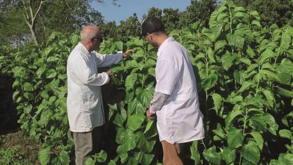 El cultivo de la morera