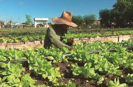 Sancti Spíritus: sede del acto por aniversario 37 del Programa Nacional de la Agricultura Urbana, Suburbana y Familiar