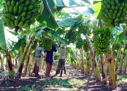 Agricultores pinareños por elevar el rendimiento agrícola