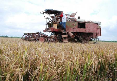 En las ciencias agropecuarias es necesario la conservación de recursos fitogenéticos  